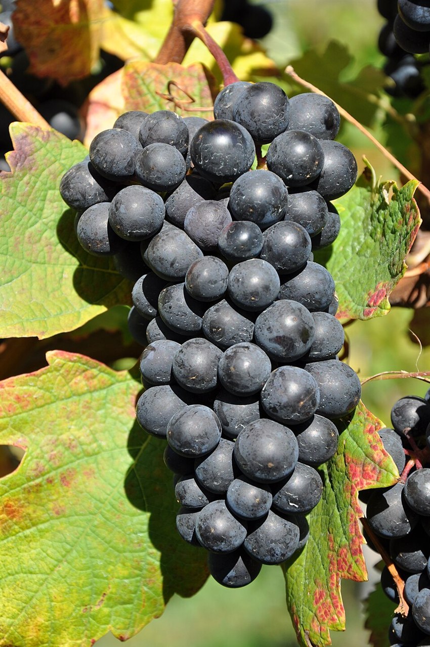 色づきはじめた葉のあいだに下がる、青黒い粒が密についたバルベーラの房