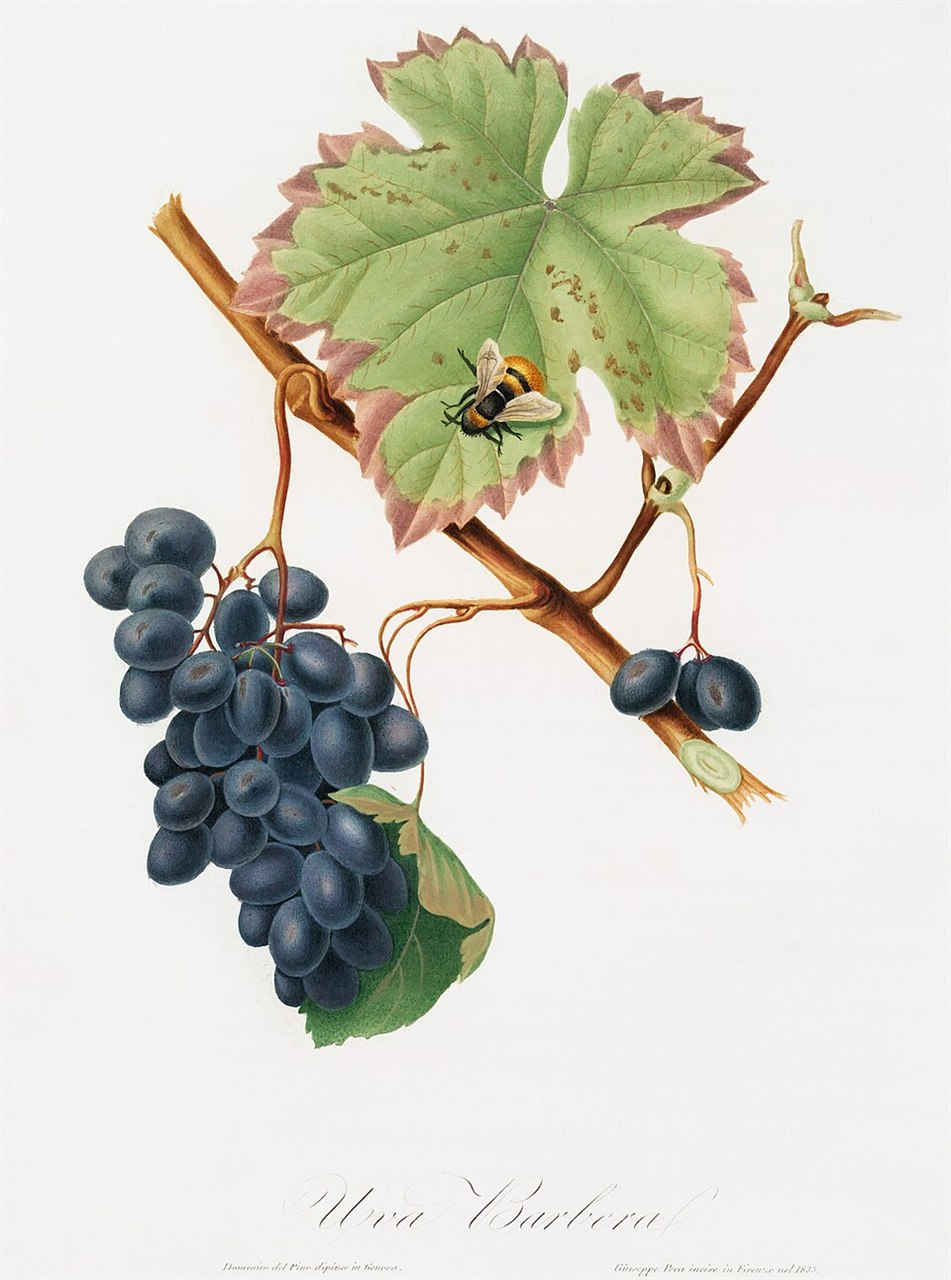 葉と枝、青黒い房を描いた19世紀の彩色の版画。下に「Uva Barbera」と書かれている