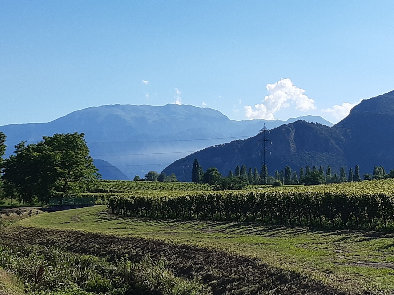 夏のぶどう畑の列の向こうに、青くかすむ大きな山と、手前の山並みが見える