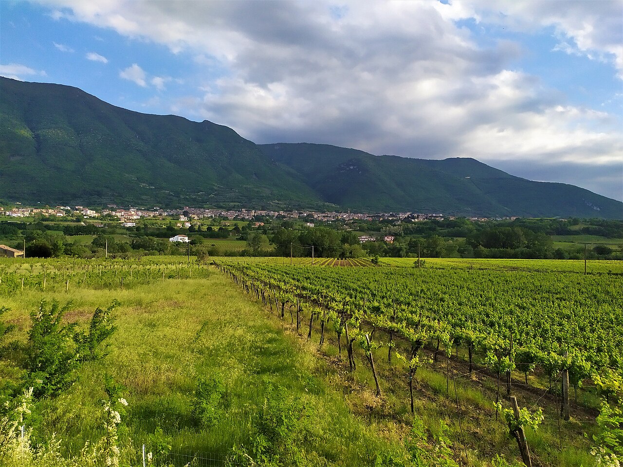 ソロパーカの平地に広がる若いぶどう畑。奥に町並みと、緑に覆われたカンポサウロの山並みが見える